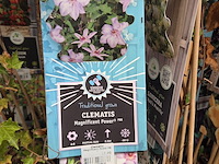 Partij bloemen - afbeelding 9 van  11