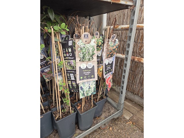 Partij bloemen - afbeelding 11 van  11