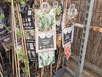 Partij bloemen - afbeelding 11 van  11