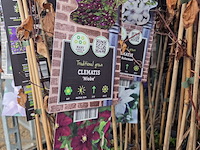 Partij bloemen - afbeelding 2 van  10