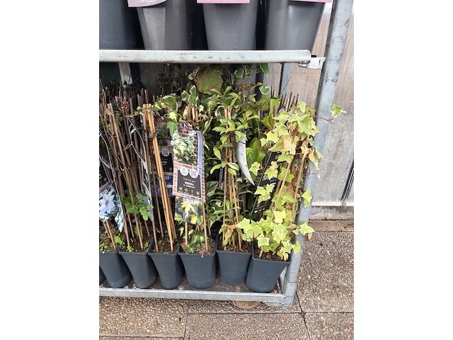 Partij bloemen - afbeelding 3 van  10