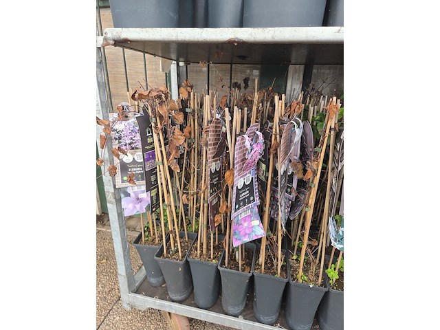 Partij bloemen - afbeelding 4 van  10