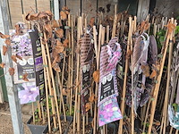 Partij bloemen - afbeelding 4 van  10