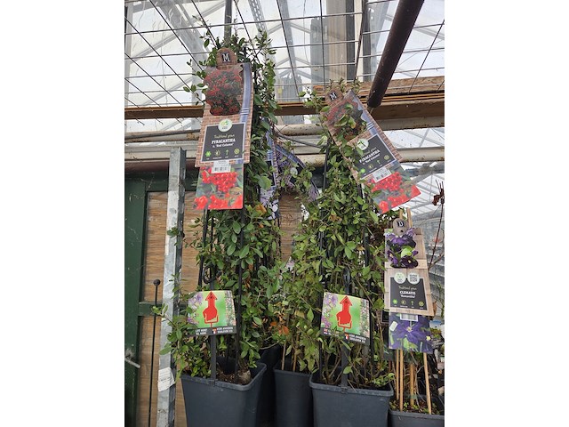 Partij bloemen - afbeelding 5 van  10