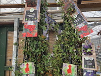 Partij bloemen - afbeelding 5 van  10