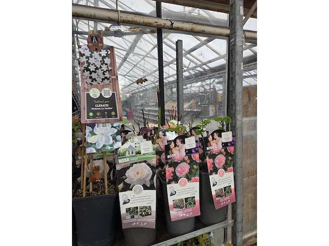 Partij bloemen - afbeelding 6 van  10