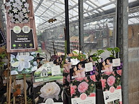 Partij bloemen - afbeelding 6 van  10