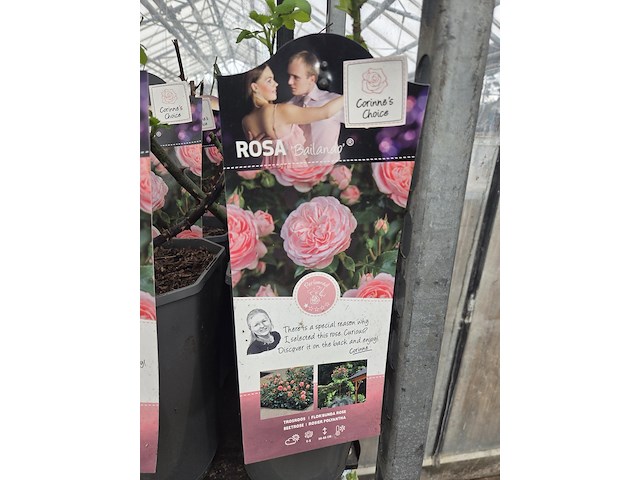 Partij bloemen - afbeelding 7 van  10