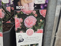 Partij bloemen - afbeelding 7 van  10