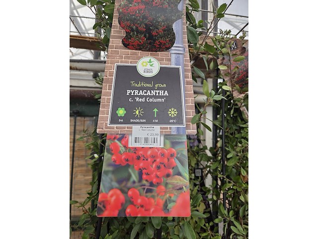 Partij bloemen - afbeelding 8 van  10