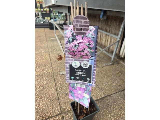 Partij bloemen - afbeelding 9 van  10