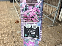 Partij bloemen - afbeelding 9 van  10