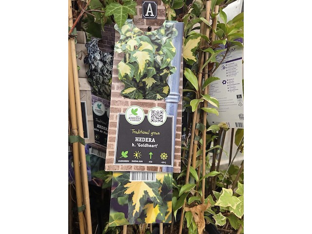 Partij bloemen - afbeelding 10 van  10