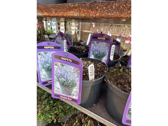 Partij bloemen - afbeelding 2 van  11