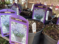 Partij bloemen - afbeelding 2 van  11