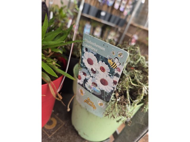 Partij bloemen - afbeelding 3 van  11