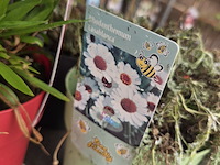 Partij bloemen - afbeelding 3 van  11