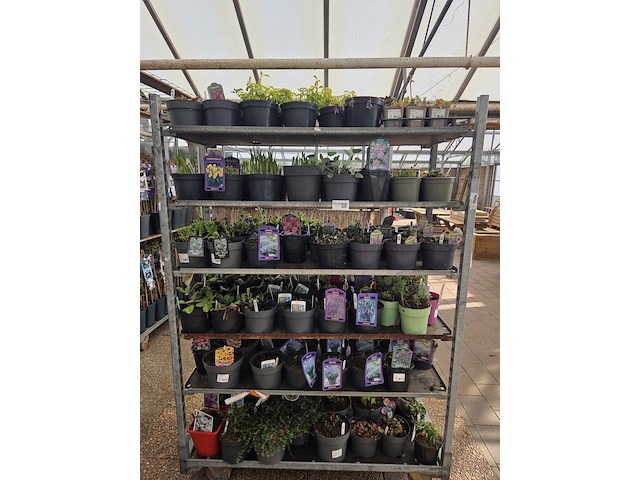 Partij bloemen - afbeelding 1 van  11