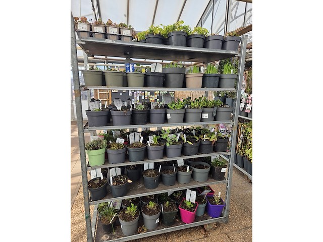 Partij bloemen - afbeelding 4 van  11