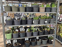 Partij bloemen - afbeelding 4 van  11