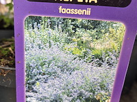 Partij bloemen - afbeelding 5 van  11