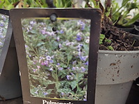 Partij bloemen - afbeelding 6 van  11