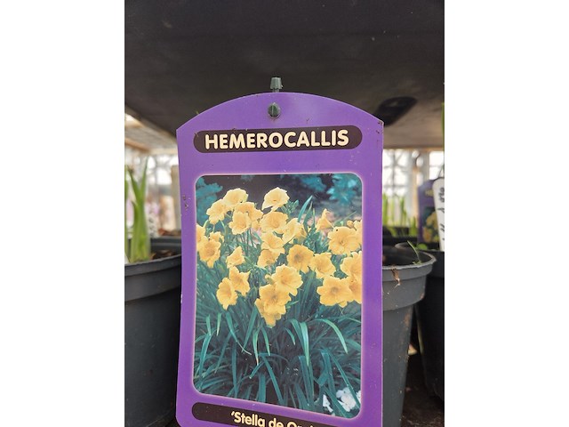 Partij bloemen - afbeelding 7 van  11