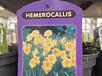 Partij bloemen - afbeelding 7 van  11