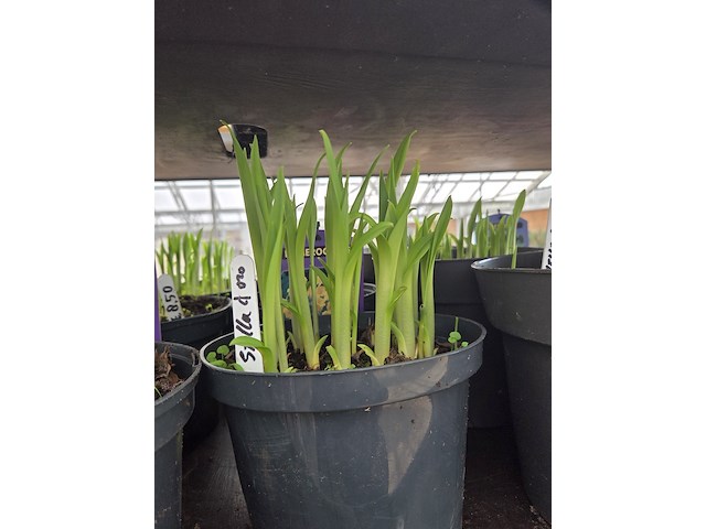 Partij bloemen - afbeelding 8 van  11