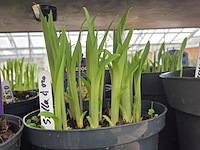 Partij bloemen - afbeelding 8 van  11