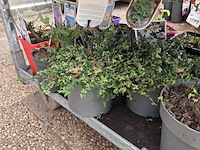 Partij bloemen - afbeelding 10 van  11