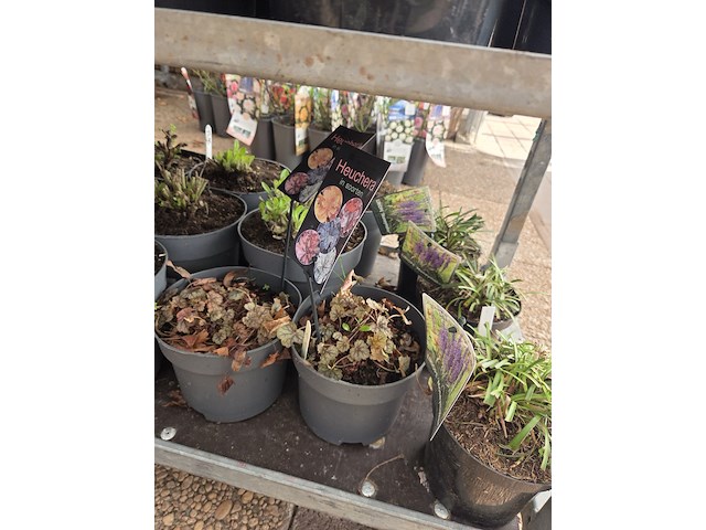 Partij bloemen - afbeelding 11 van  11