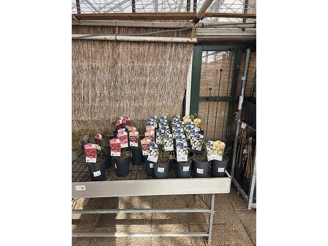 Partij bloemen - afbeelding 1 van  8