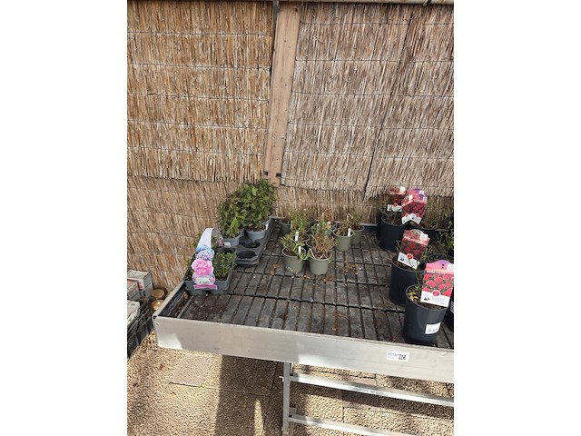 Partij bloemen - afbeelding 2 van  8