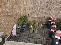 Partij bloemen - afbeelding 2 van  8