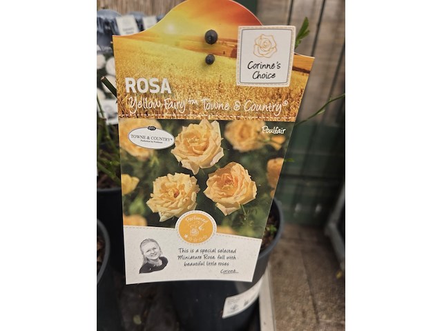 Partij bloemen - afbeelding 3 van  8