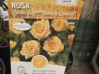 Partij bloemen - afbeelding 3 van  8