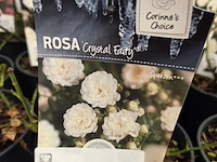 Partij bloemen - afbeelding 4 van  8