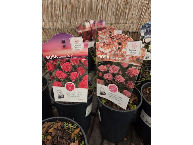 Partij bloemen - afbeelding 5 van  8