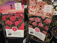 Partij bloemen - afbeelding 5 van  8