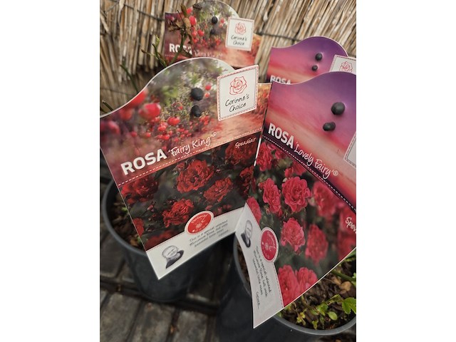 Partij bloemen - afbeelding 6 van  8