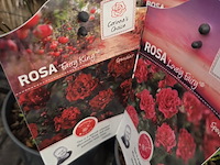 Partij bloemen - afbeelding 6 van  8