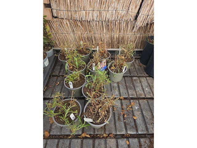 Partij bloemen - afbeelding 7 van  8