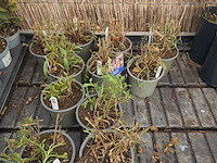 Partij bloemen - afbeelding 7 van  8