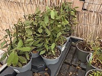 Partij bloemen - afbeelding 8 van  8