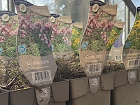 Partij bloemen - afbeelding 2 van  11