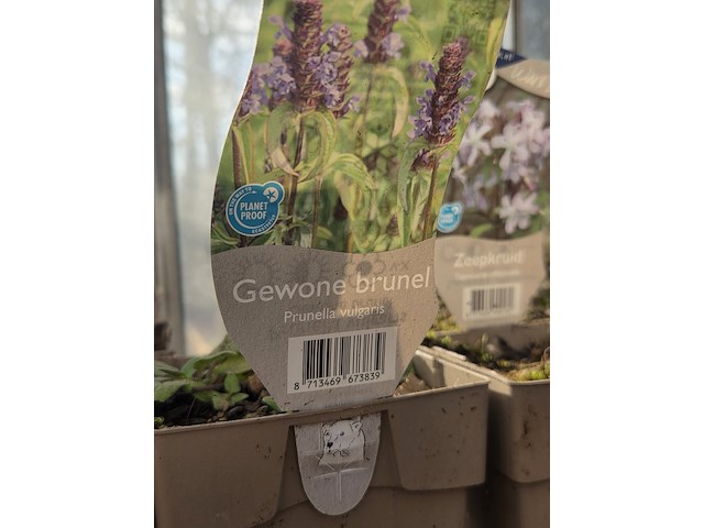 Partij bloemen - afbeelding 3 van  11