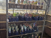 Partij bloemen - afbeelding 1 van  11