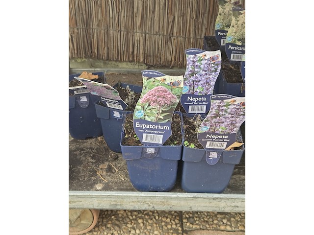 Partij bloemen - afbeelding 4 van  11