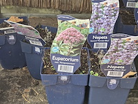 Partij bloemen - afbeelding 4 van  11